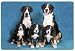 Greater Swiss Mountain Dog Cutting Board