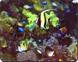 Tropical Fish Print Computer Mouse Mat