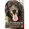 Photographing . . your pets !