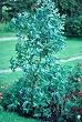 Tasmanian Blue Gum 30 Seeds - Eucalyptus - Herb