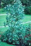 Tasmanian Blue Gum 30 Seeds - Eucalyptus Herb