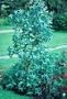 Tasmanian Blue Gum 30 Seeds - Eucalyptus - Herb