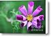 Cosmos Flower Canvas Print / Canvas Art - Artist Neil Overy