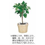 ベンジャミン6号鉢(観葉植物)