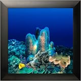 AquaVista AV500CRBA Wall-Mounted Aquarium AV 500 Coral Reef Background with Black Frame