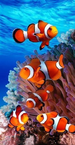 Nemo Towel Bahamas Coral Reef Fantasy Wonder Beach Towel 6841