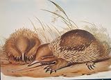 Gould&Atilde;&cent;&Acirc;&iquest;S Mammals Australia 1863 Hairy Echidna Setosa