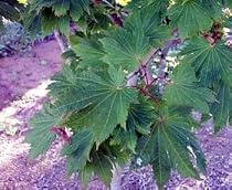 Oisami Full Moon Japanese Maple 5 Seeds - Bonsai/Outdoors
