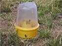 WASP TRAP
