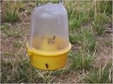 Kitchen & Housewares : WASP TRAP