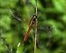 Golden-winged Skimmer Dragonfly Photo