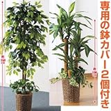 インテリアグリーン2点セット【ベンジャミン＆幸福の木】 光触媒加工 鉢カバー/下草付き【代引不可】