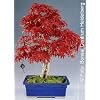 Tropica - Bonsai - Roter F�cherahorn (Acer palmatum atropurpureum) - 20 Samen