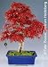 Tropica Bonsai Roter Fächerahorn (Acer palmatum atropurpureum) - 20 Samen
