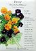 Pansy Bewitched Blend Seeds 175 Seeds