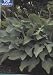 Krossa Regal Hosta - AHS AWARD WINNER!