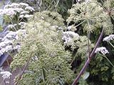 Engelwurz Angelica archangelica Samen
