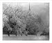 Historic Print (L): Snow Scene on Boston Common on the Morning of February 29, 1884: View No. 1
