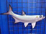 Big 48 Tarpon Fish Wall Mount