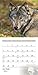 Wolves Wall Calendar 2015