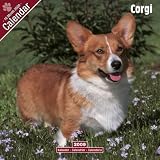 Corgi 2009 Wall Calendar 12 X 12