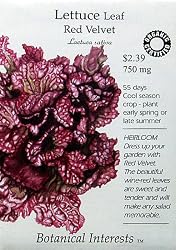 Lettuce Leaf Red Velvet Certified Organic Heirloom Seeds 750 Seeds