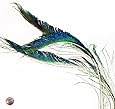 Peacock Sword Feather (10 Per Pack)