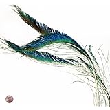 Peacock Sword Feather (10 Per Pack)