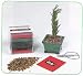 All Products : Mini Bonsai Garden w Everything You Need to Grow
