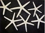 XL White Pencil Starfish Star Fish Seashell