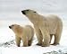 Polar Bears In Snowanimal Art Poster Print - 20