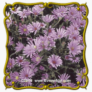 1 Oz Sky Blue Aster (Aster azureus) Bulk Wildflower Seeds