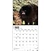Pomeranians 2015 Wall Calendar