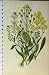 C1880 Gold Pleasure Sweet Alyssum Plants Flowers Colour
