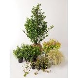 プリティキュート 日なた セットアップガーデン 植木 苗 セット商品