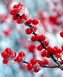 Berry Heavy Winterberry - Ilex - Vivid - Also Bonsai! - Proven Winner