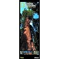 National Geographic Calendar Trees 2013