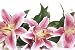 Pink Lily - 24