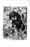 NATURAL HISTORY 1894 SLOTH BEARS FOREST GLADE ANIMALS