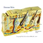 Human Skin Dermatology Anatomy Medical Anatomical Chart by  EducationalModel.com