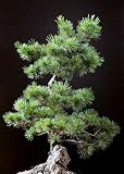 Bonsai Tree - 48