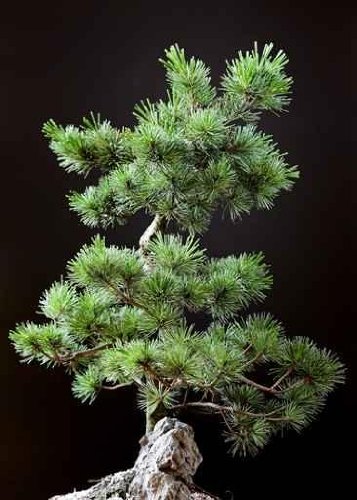 Bonsai Tree - 48