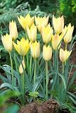 Click for more about Unwins Bulbs - Tulip Specie Honky Tonk 8 prepacked bulb(s) - Unwins.