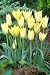 Unwins Bulbs - Tulip Specie Honky Tonk 8 prepacked bulb(s)