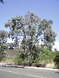 Eucalyptus polyanthemosSilver