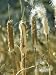 Reedmace (Bulrushes), Typha Latifolia with Seeds Photographic Poster Print by Bob Gib...