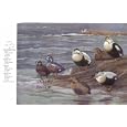7.5" X 11" Double-Sided 1955 Colour Plate, (American Birds) Scoters, Ruddy Duck & Eastern Harlequin Duck, Elders