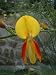 Ginster (Genista) - Saat