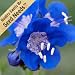 800 Seeds, California Bluebells (Phacelia campanolaria) Seeds By Seed Needs