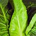 SeeKay Cabbage 